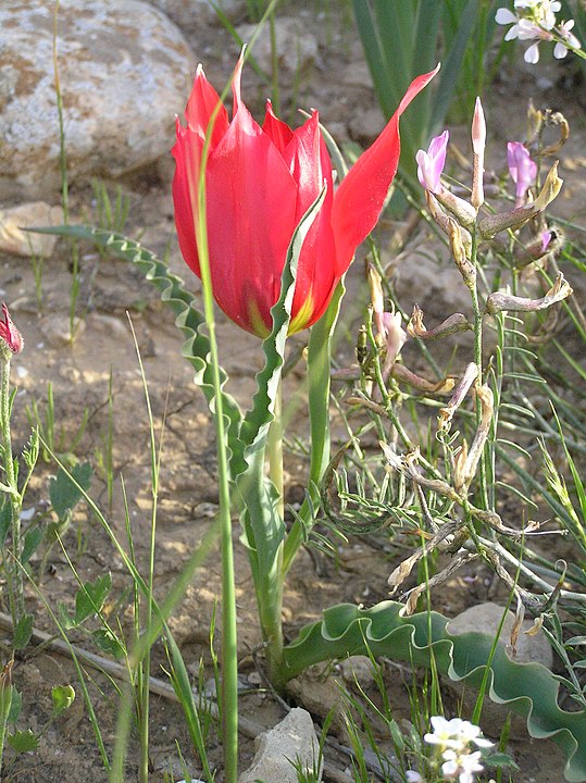 Egy tulipán képe