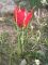 Egy tulipán bélyegképe