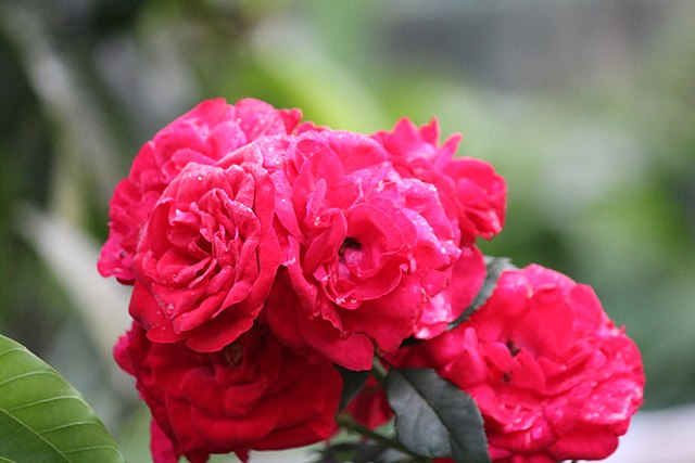 Egy vörös rózsacsokor képe